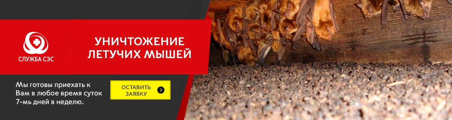 Уничтожение летучих мышей в Москве